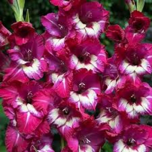 Gladiolus Jo Jo